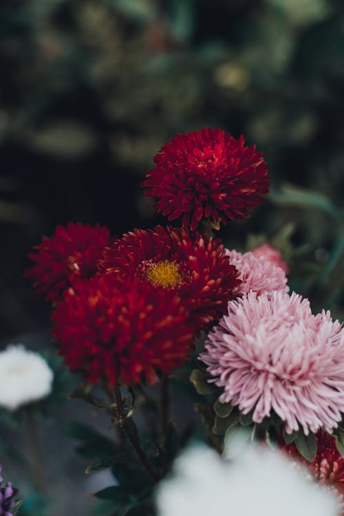 Selektiver Fokus Fotografie Rot Und Rosa Löwenzahn