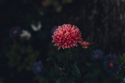 무료 붉은 꽃잎이 달린 꽃의 초점 사진 스톡 사진