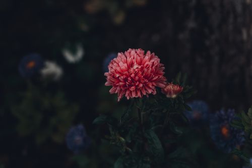 Free Close-up of a vibrant pink aster flower in full bloom, highlighting its delicate petals against a dark background. Stock Photo