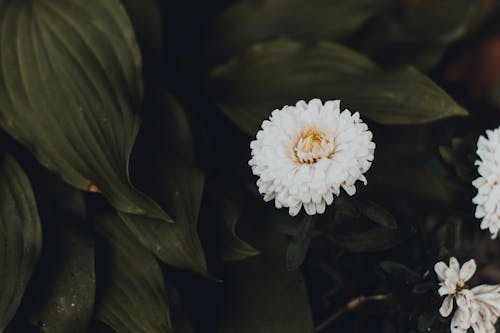 Photo Of White Flower