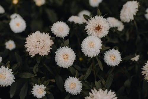 Beyaz çiçeklerin Yakın çekim Fotoğrafı