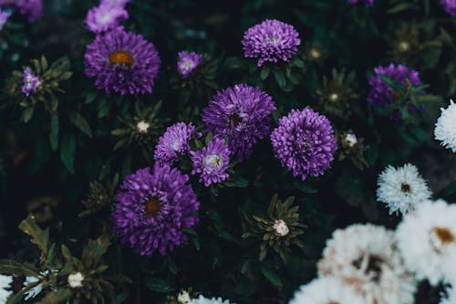 Photo De Fleurs Violettes