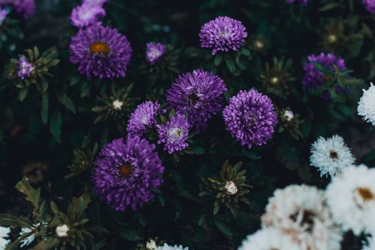 Vibrant purple and white aster flowers blooming outdoors, showcasing natural beauty.
