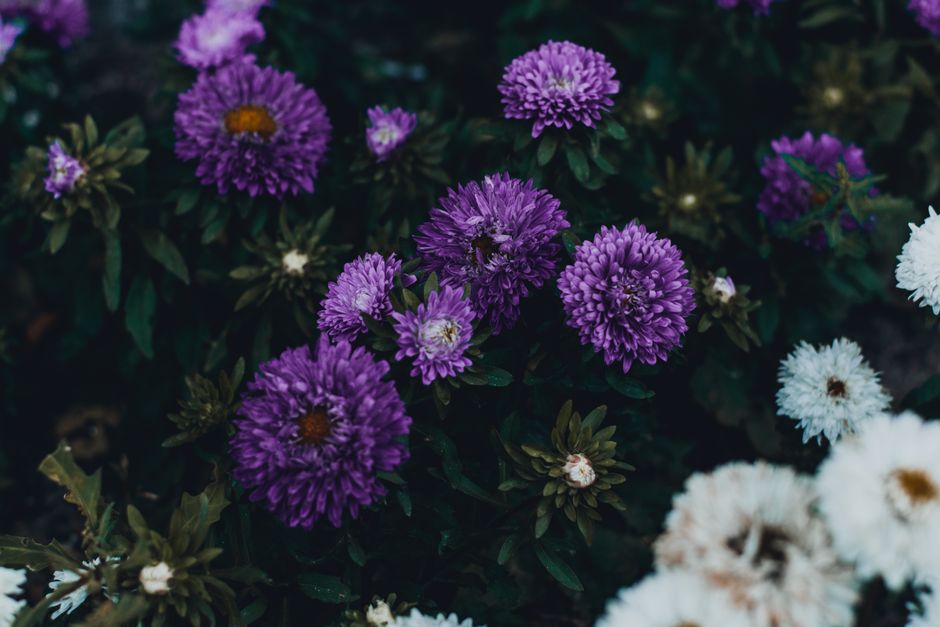 Vibrant purple and white aster flowers blooming outdoors, showcasing natural beauty.