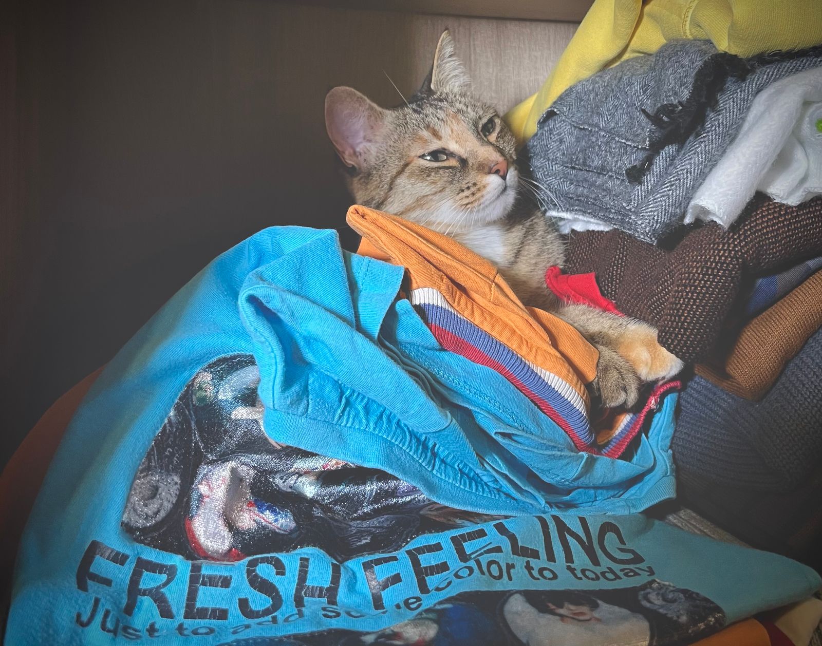 Chat tigré endormi dans une pile de vêtements sur un T-shirt bleu