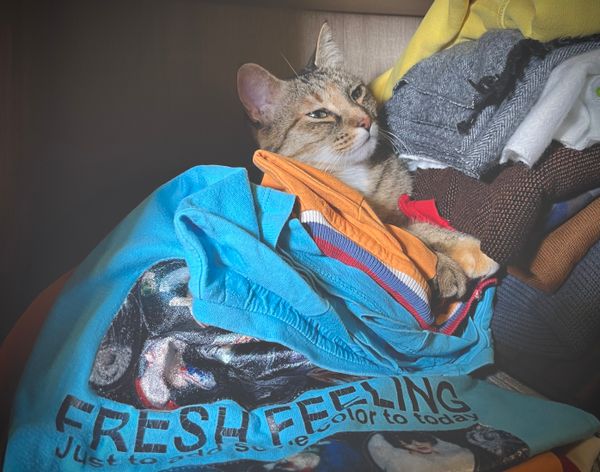 Chat tigré endormi dans une pile de vêtements sur un T-shirt bleu
