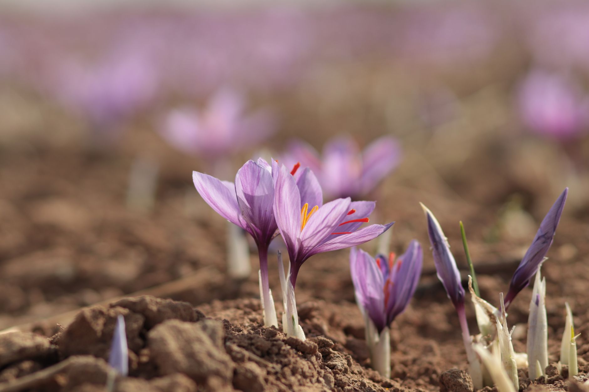 saffron crocus bloom close up