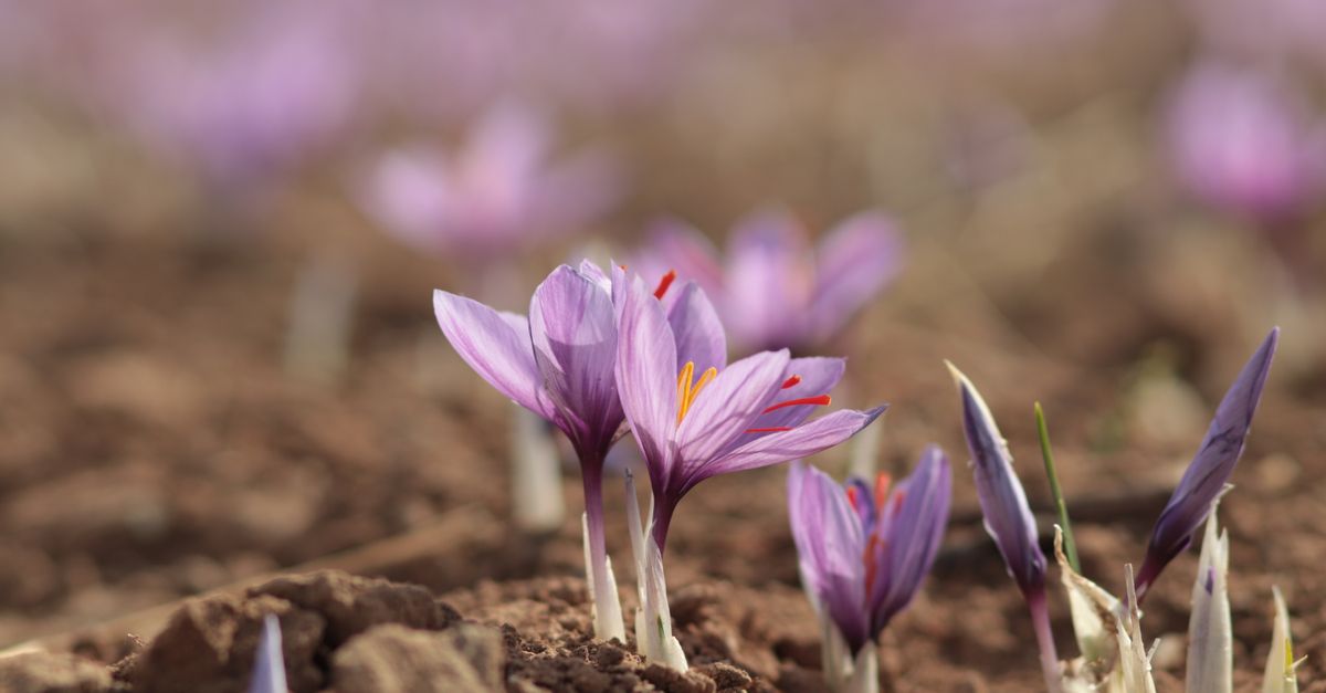 Close-up of blooming purple crocus flowers in a field, showcasing nature's beauty and spring freshness. - Evidence evidence guide for saffron sleep meta-analysis