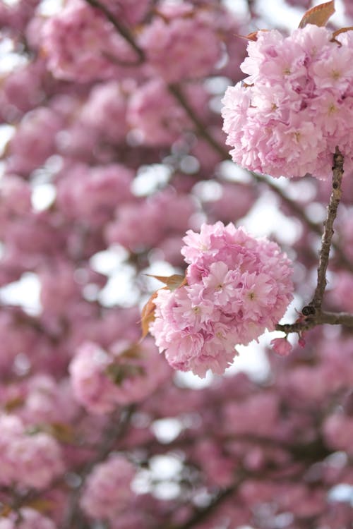 bahar, çiçekler, dikey atış içeren Ücretsiz stok fotoğraf