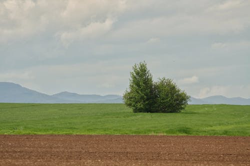 Serene Rural Landscape with a Tree and Distant Mountains