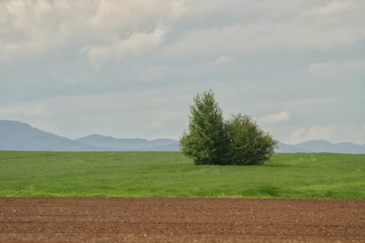 Peaceful rural scene featuring a green field, solitary tree, and distant mountains.