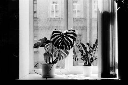 Základová fotografie zdarma na téma černobílý, detail, květináče