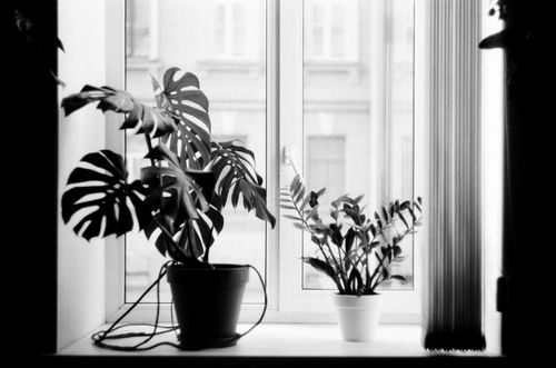 Free Monstera and Zamioculcas potted plants on a windowsill in a monochrome setting. Stock Photo