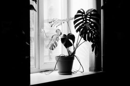 Ilmainen kuvapankkikuva tunnisteilla ikkunalauta, ikkunat, kasvi