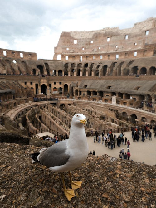 Close-up of a Seagull Standing on the Background of the Colosseum in Rome, Italy 