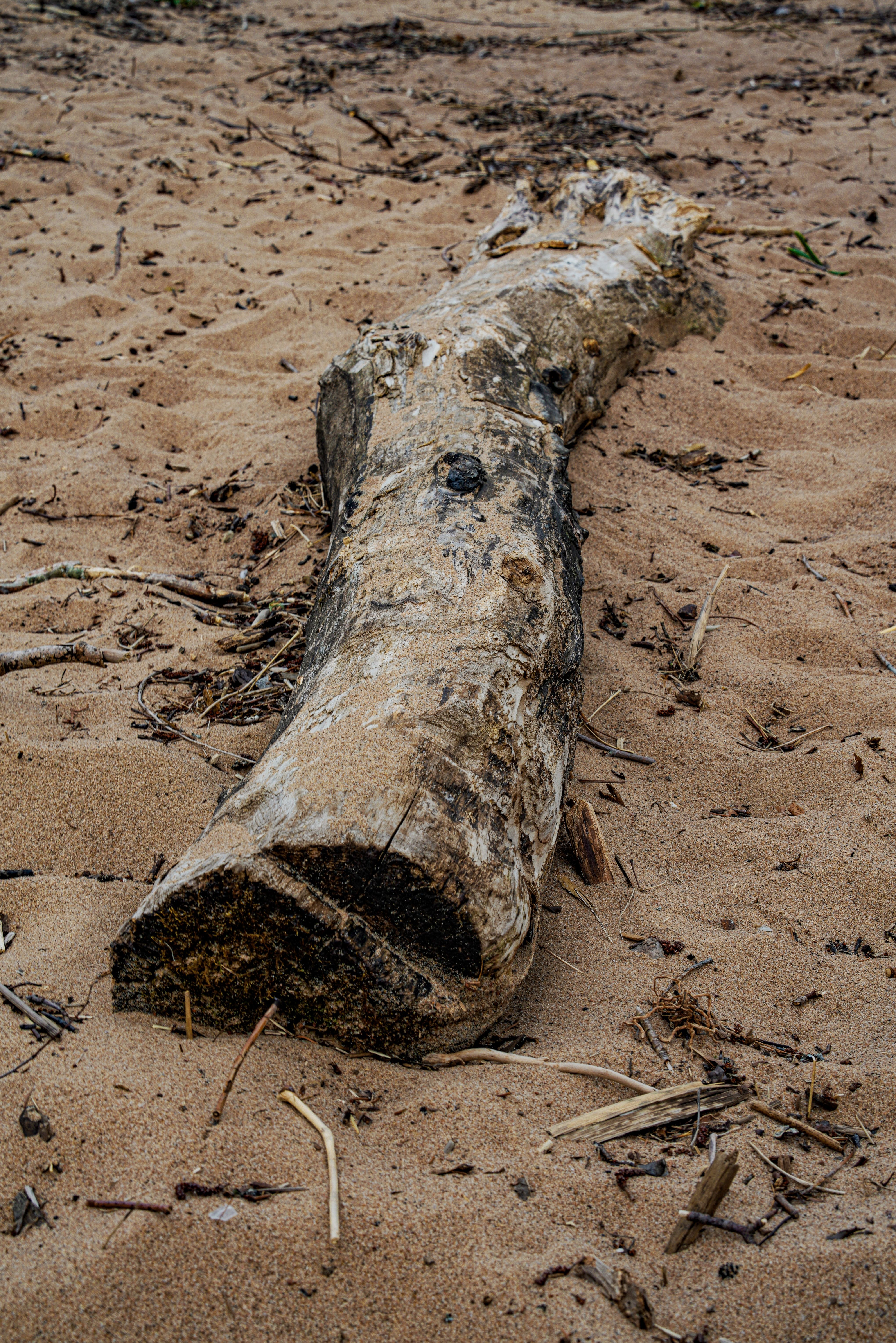 Tree Trunk on Sand · Free Stock Photo