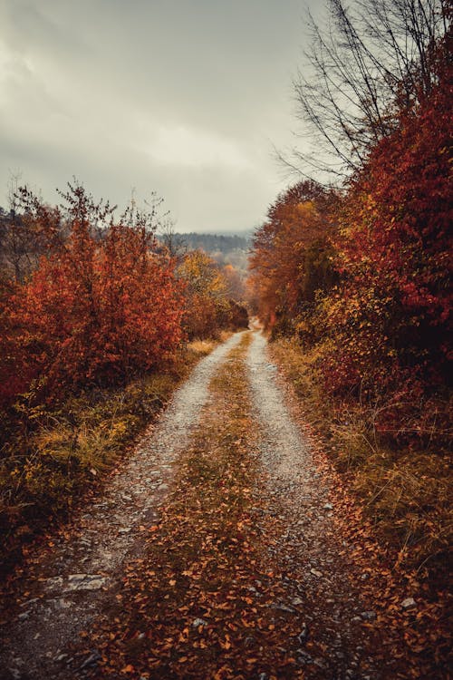 Gratis lagerfoto af appelsin, skov, skyet