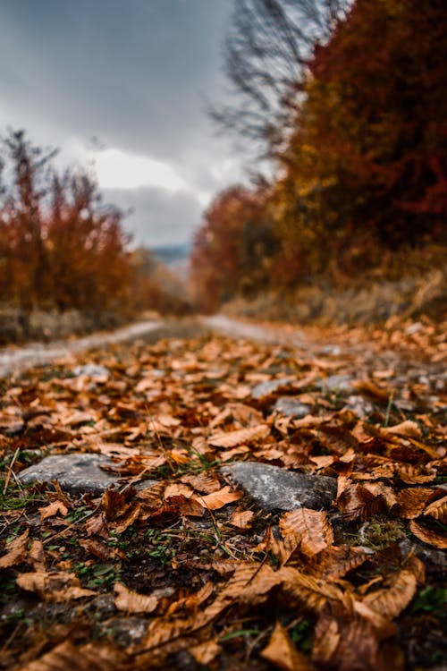 Free Close-Up Photo of Fallen Leaves Stock Photo