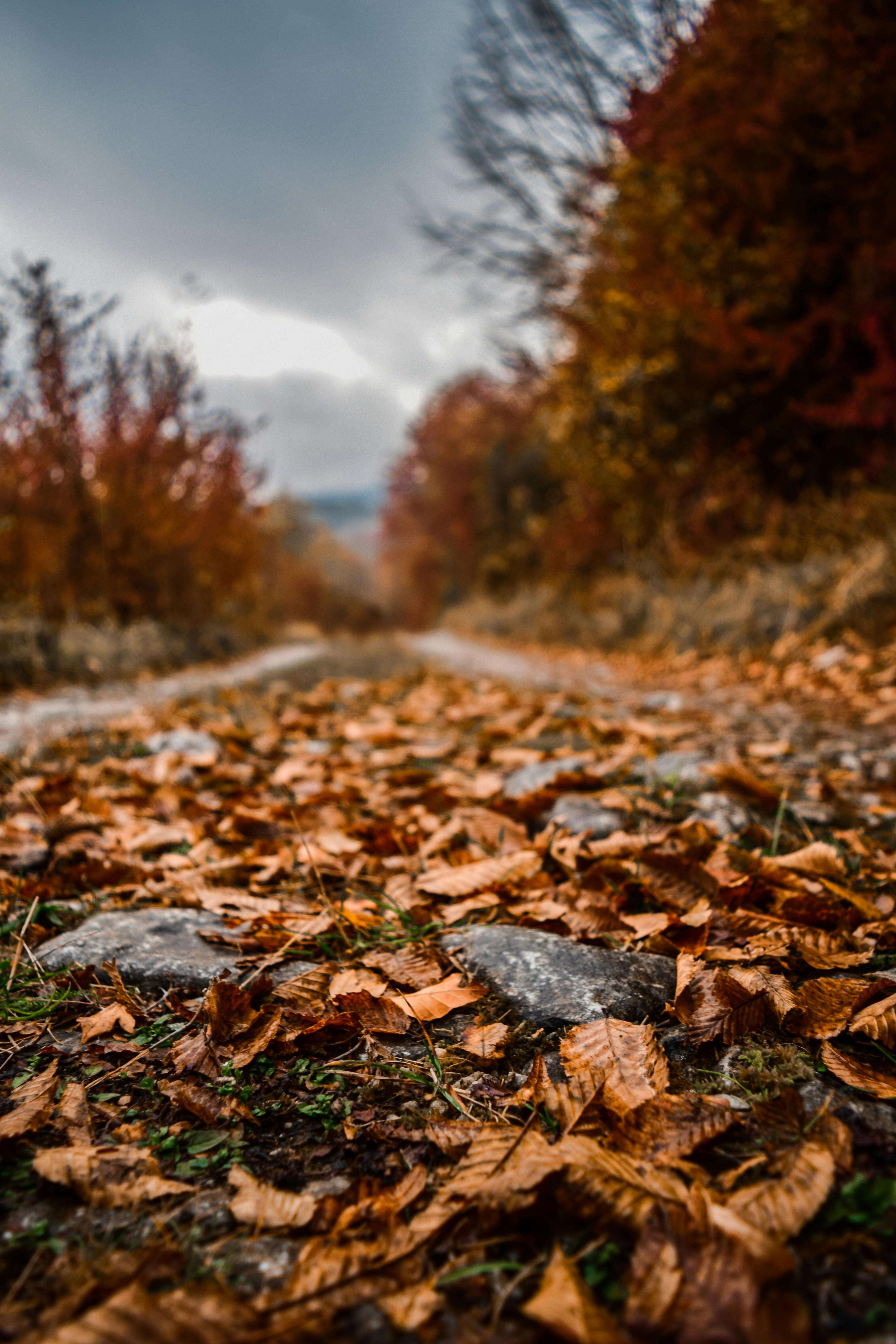 Blur Images · Pexels · Free Stock Photos