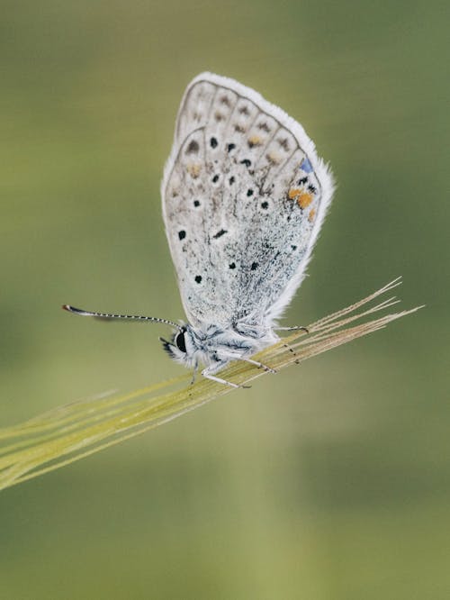 Lycaenidae Butterfly Sitting on a Grass