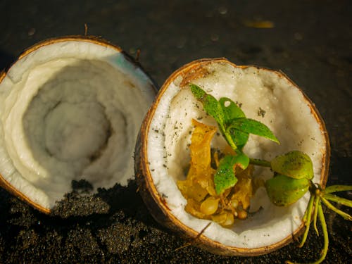 Fotos de stock gratuitas de cascara de coco, coco, fondo de pantalla