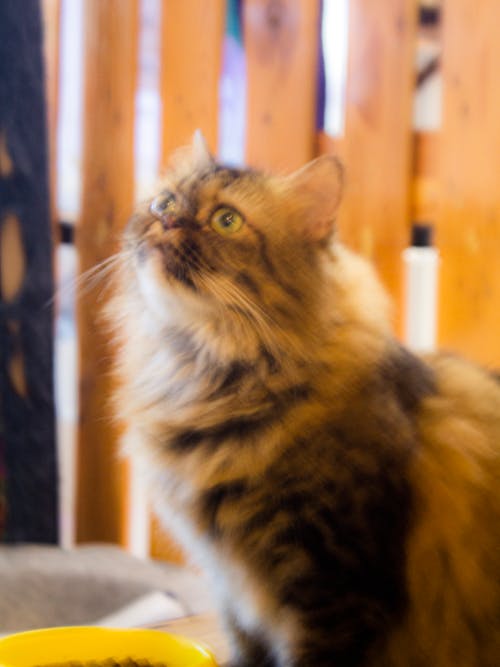 Základová fotografie zdarma na téma egejská kočka, hnědá kočka, kočičí oči