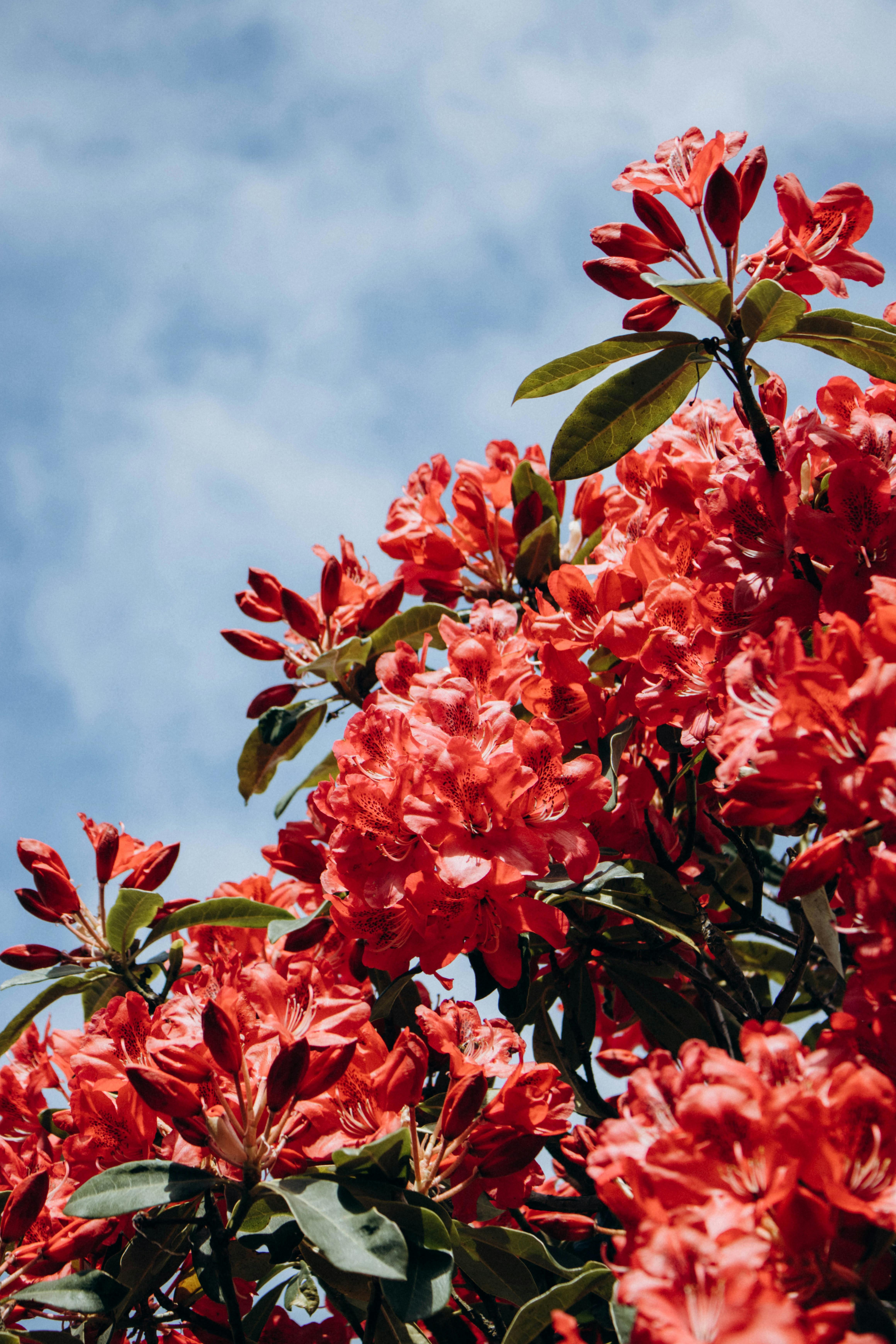 Close-up of vibrant red rhododendrons blooming under a clear blue sky in Killarney, Ireland.
