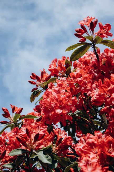 Close-up of vibrant red rhododendrons blooming under a clear blue sky in Killarney, Ireland.