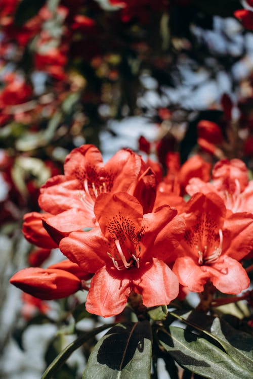 꽃, 꽃잎, 빨간의 무료 스톡 사진