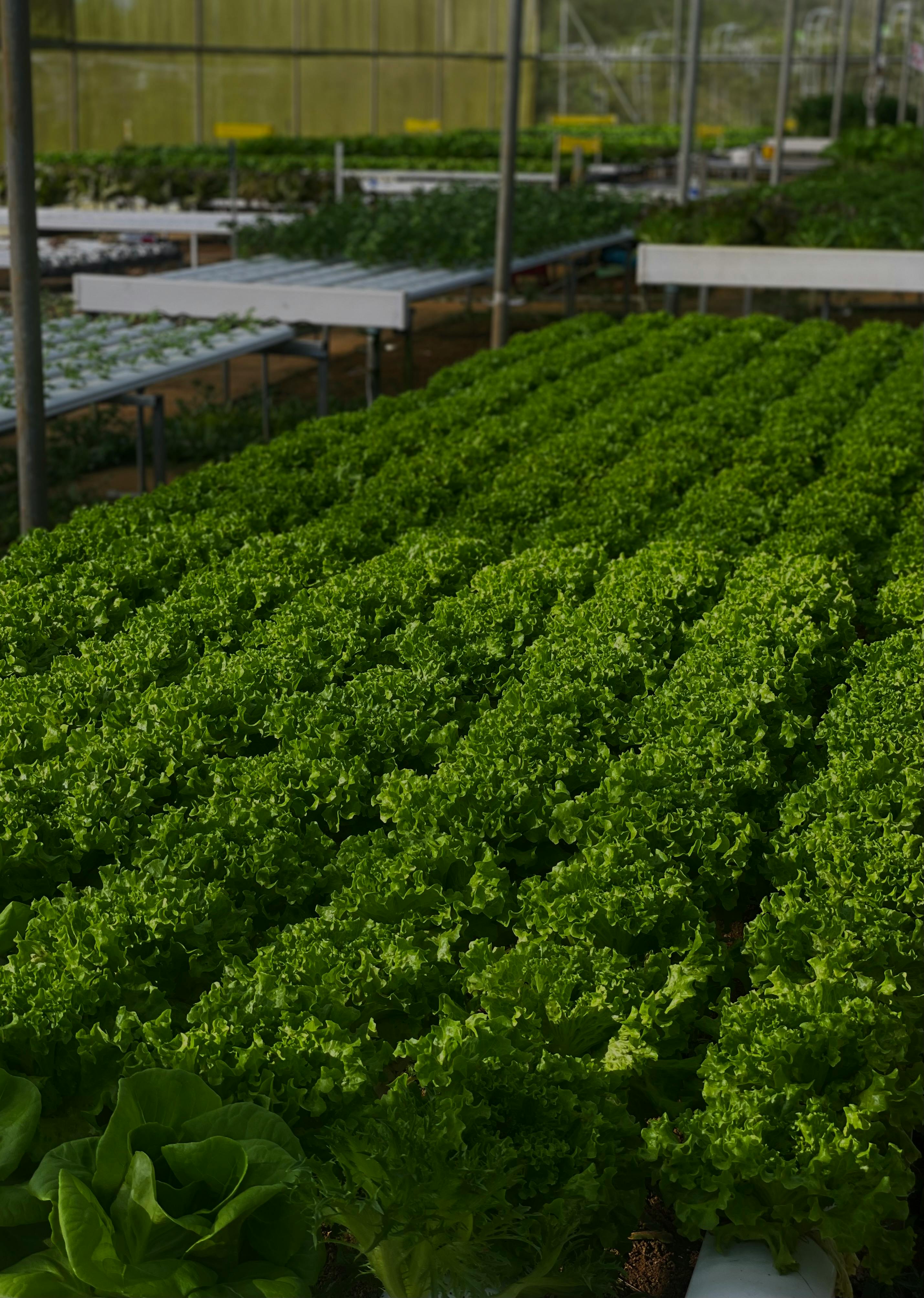 Processed & Value-Added Products