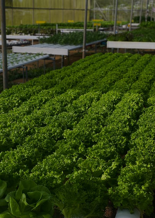 Rows of Lush Lettuce Beds in a Greenhouse