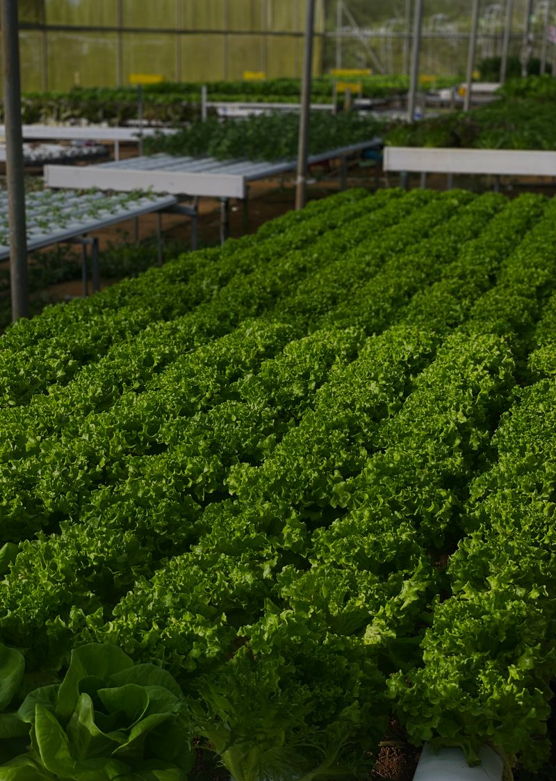 Greenhouse with sustainable crops and modern agricultural technology