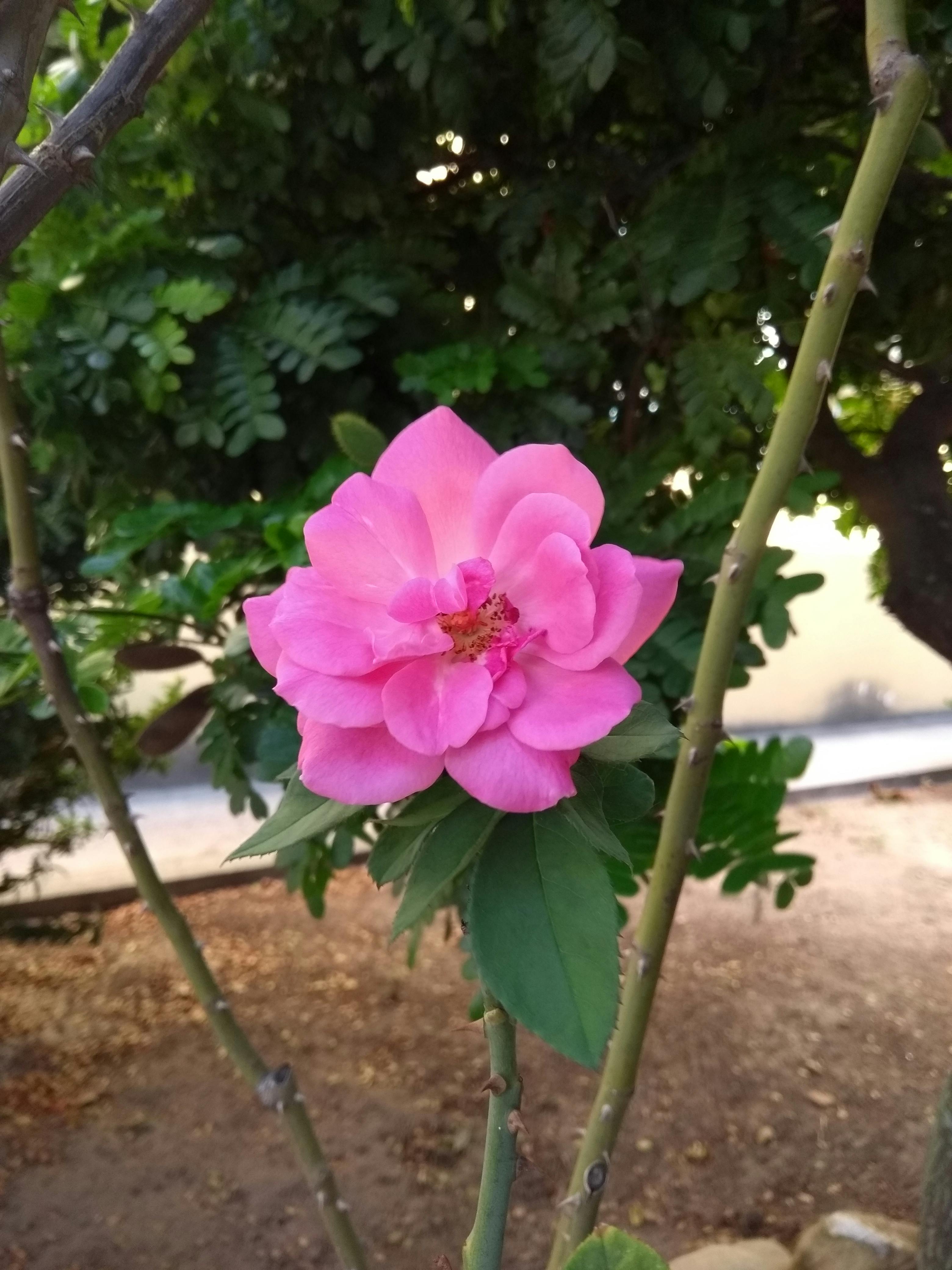 Free stock photo of beautiful flowers, decorative plant, Pink Rose