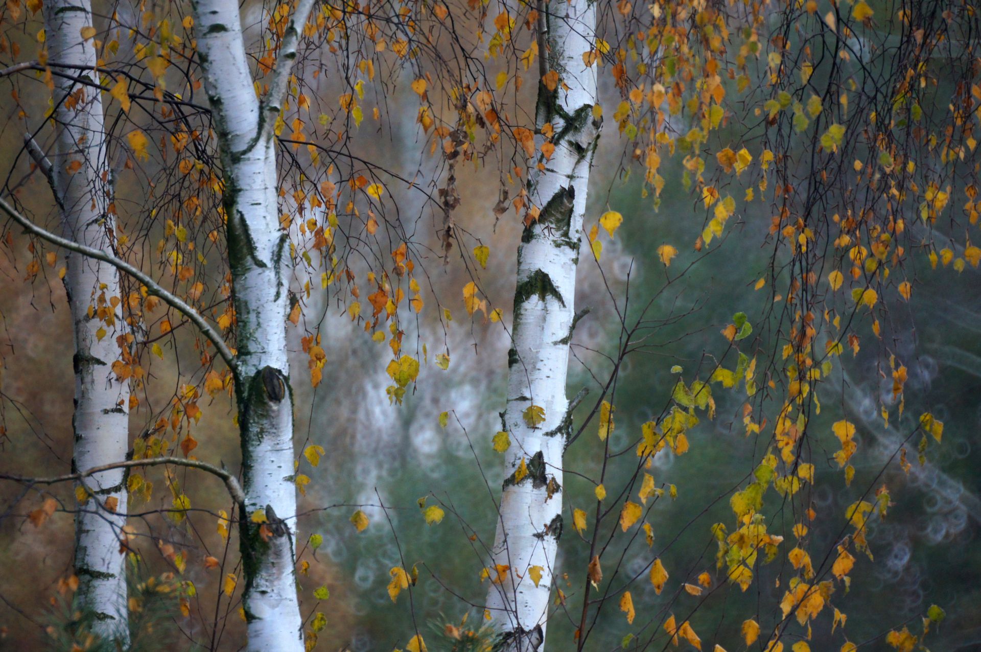 Birch trees in autumn with yellow leaves
