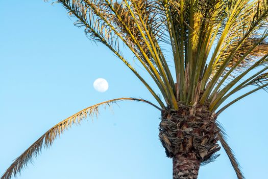 A palm tree stands tall under a clear blue sky with the moon visible in daylight.