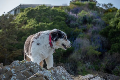 Foto profissional grátis de animal, animal de estimação, ao ar livre