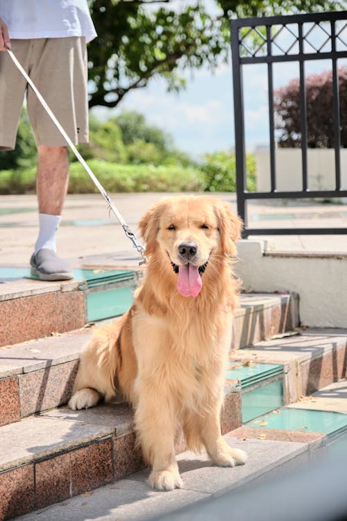 개, 계단, 골든 리트리버의 무료 스톡 사진