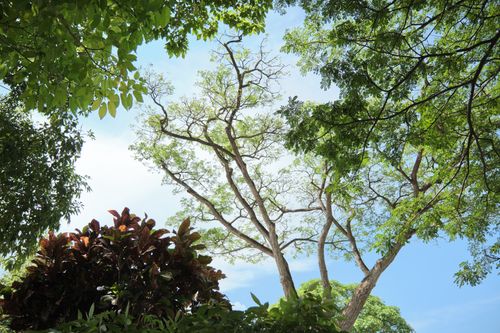 Free A vibrant view of lush foliage and clear blue skies captured in Singapore's natural beauty. Stock Photo