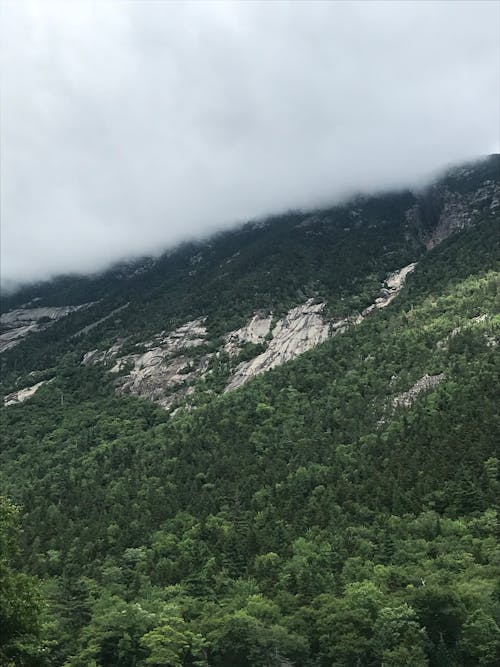 Misty Landscape with a Mountainside Covered with Forest