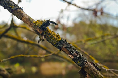 Gratis arkivbilde med bark, falle, flora