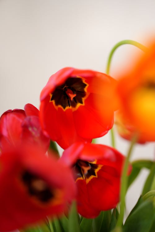 Delicate Tulips in Close-up View