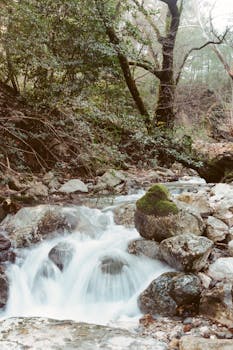 Tranquil forest creek cascading over moss-covered rocks, creating a serene natural scene.