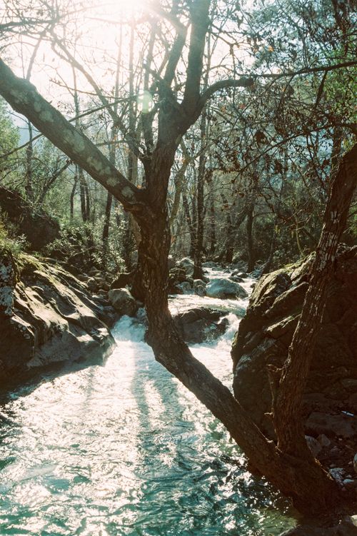 Free Serene forest stream with flowing sunlight creating a peaceful natural scene in a lush woodland. Stock Photo