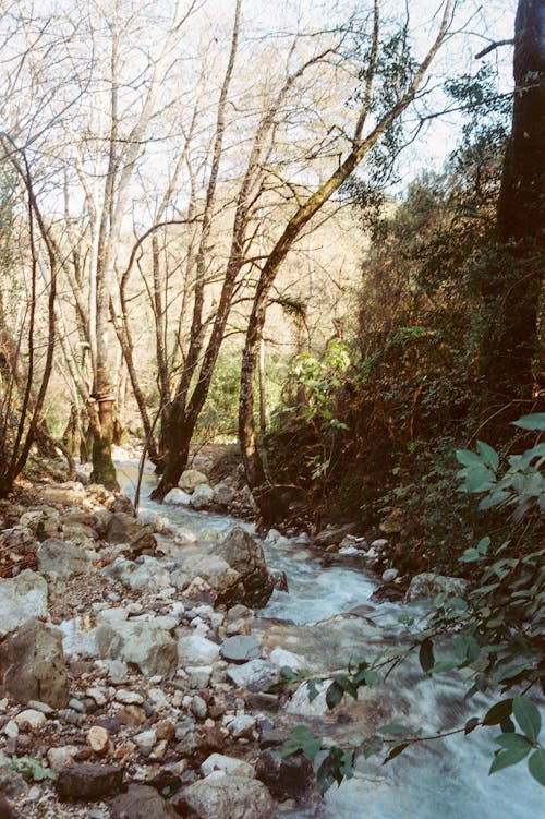Fotos de stock gratuitas de agua que fluye, arroyo, bosque