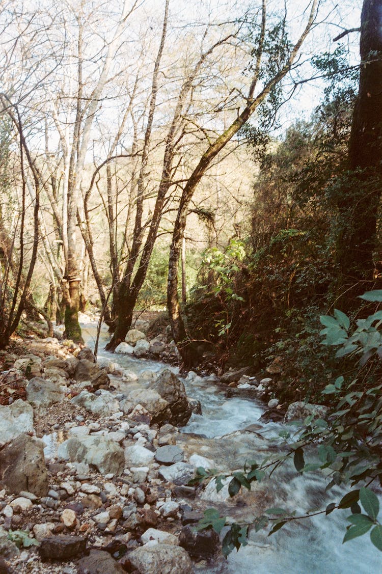 Photo Of A Creek In The Forest