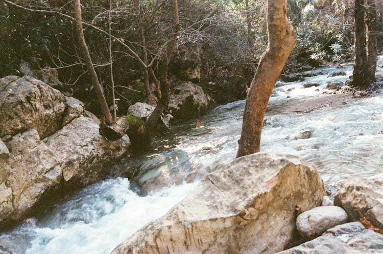 Photo Of A Mountain Creek In The Forest