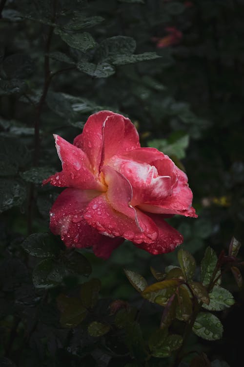 Close-up of a Pink Rose with Raindrops on the Petals 