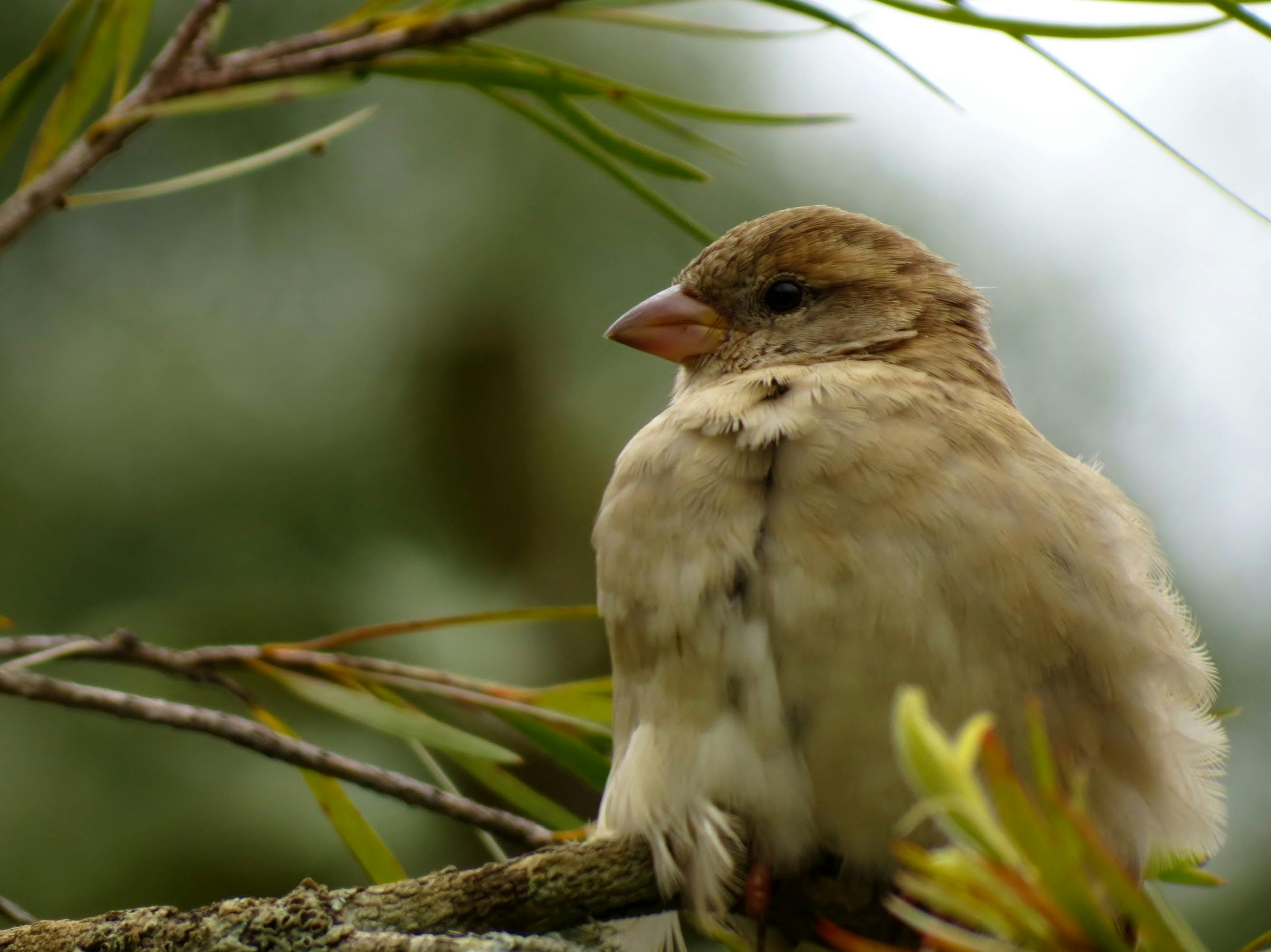 Free stock photo of bird, animal, sparrow