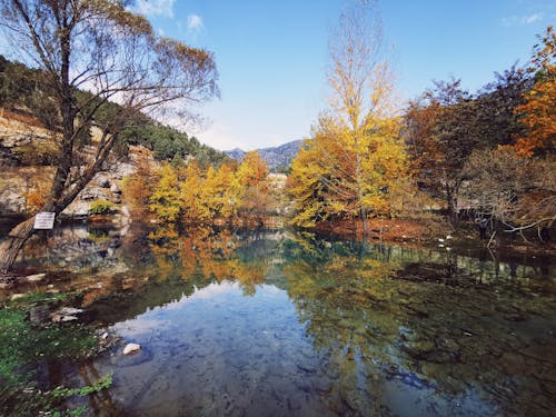 Photos gratuites de arbres, automne, bassin