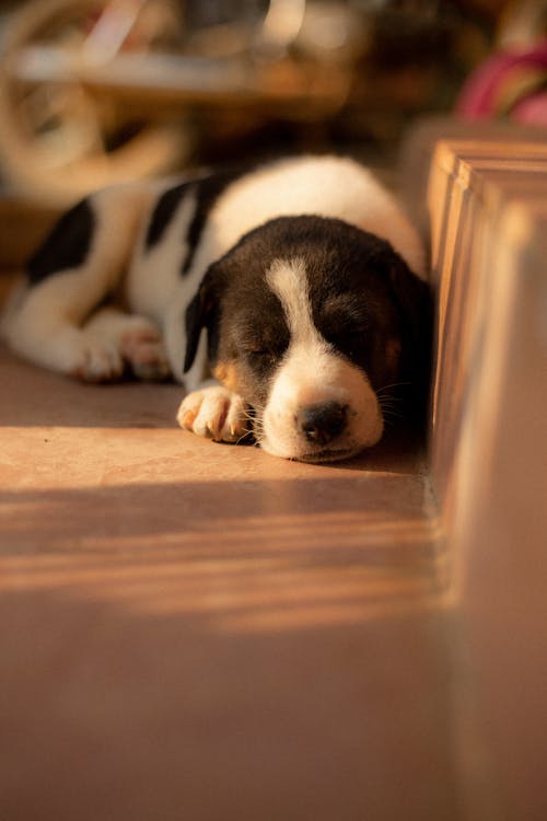 Cute Puppy Lying on Step